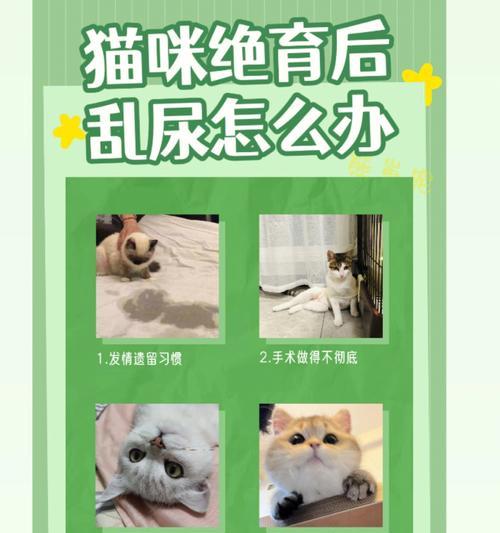 猫绝育后多久可以正常排尿？（了解猫绝育手术对排尿的影响及恢复时间）