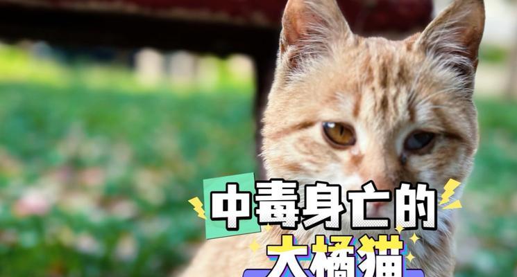 猫中毒的解毒方法（保护您的宠物猫免受中毒侵害）