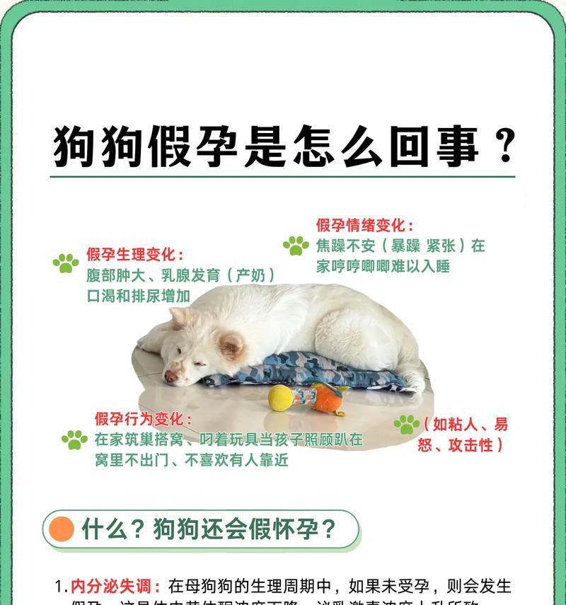 狗狗生产时的常见症状及应对方法（了解狗狗生产时的表现，给予适当的关爱和帮助）