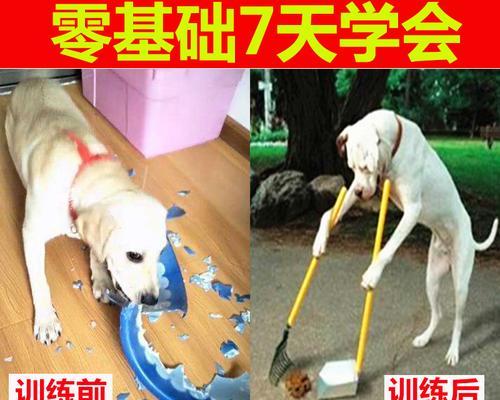 狗狗学会定点大小便的时间以及训练方法（探究狗狗学习定点大小便所需的时间和有效的训练方法）