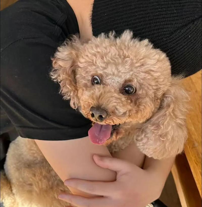 贵宾犬饲养的错误做法（注意这些错误，确保贵宾犬健康成长）