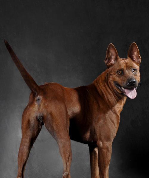 探寻世界十大最贵犬种的珍稀之美（从价格与稀缺程度双重考量，揭示十大最贵犬种的独特魅力）