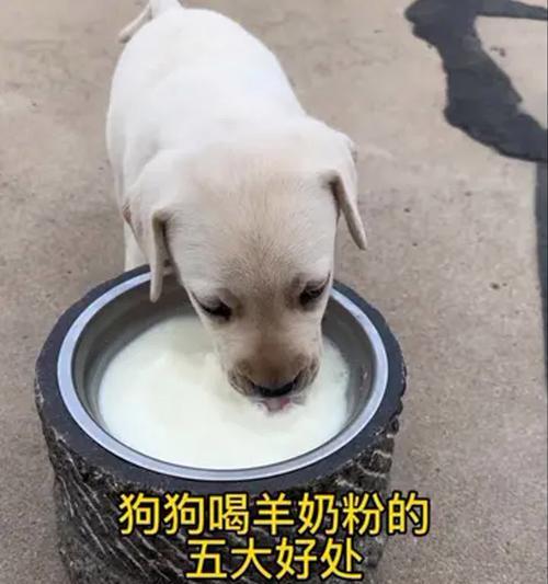 狗狗奶粉喂养频率探究（狗狗奶粉喂养的最佳间隔及注意事项）