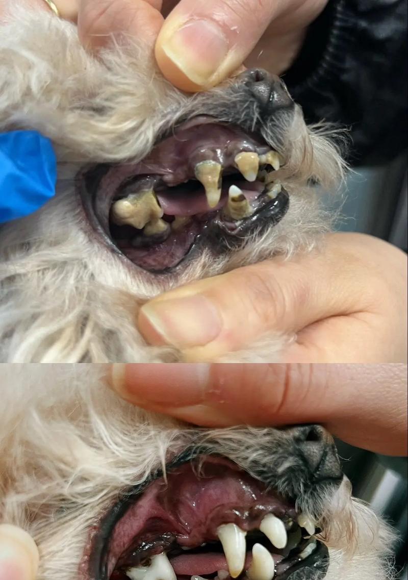 狗狗牙齿健康（每日刷牙是关键，关爱宠物牙齿健康的秘诀）