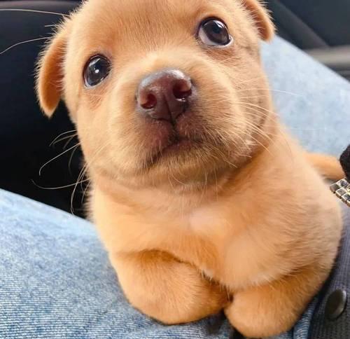 迷你犬系列（选择适合自己的小伴侣，快乐与他们一起成长吧！）