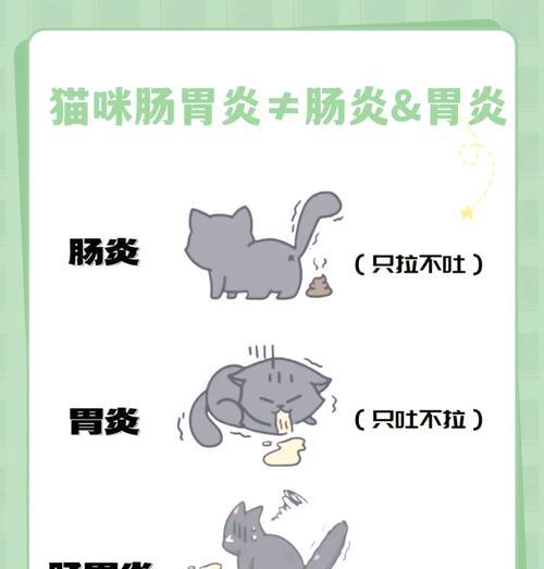 猫咪呕吐（为保护猫咪的胃肠健康，应该禁食多久？）