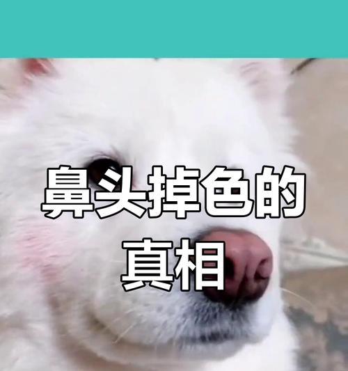 狗狗鼻头褪色的原因及预防方法（探寻狗狗鼻头褪色的背后原因，学会科学预防）