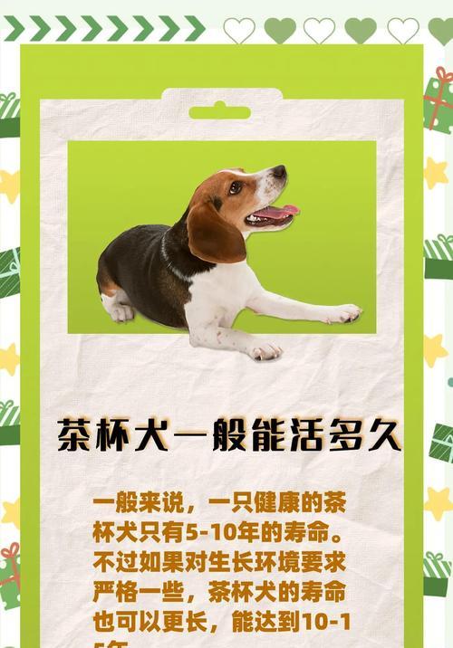茶杯犬（探索茶杯犬的品种、性格和养护要点）
