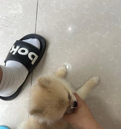 小博美宝宝的洗澡时间表与注意事项（为您解答小博美洗澡的频率、时间和注意事项）
