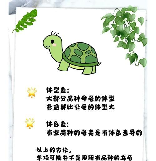 如何辨别水龟、陆龟、半水龟？（判断方法及关键特征详解）