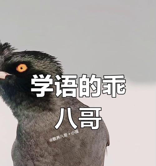 八哥说话需要多长时间？（养八哥的耐心与付出）
