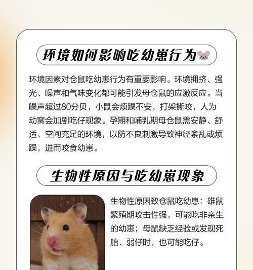 仓鼠为何执着于“吃孩子”？（探索仓鼠独特的食性和行为习惯）