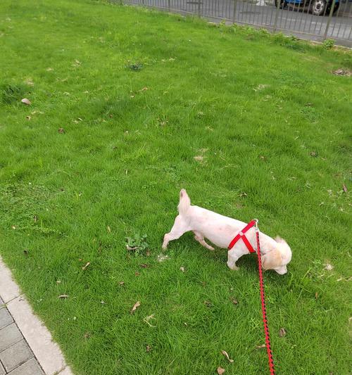 百科苏俄猎狼犬（深入了解苏俄猎狼犬的独特之处）