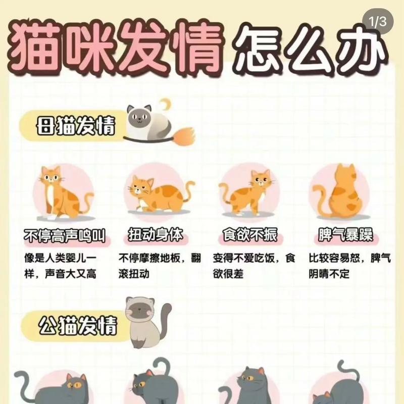 母猫咪发情周期及行为特征（探寻母猫咪发情周期与行为的奥秘）