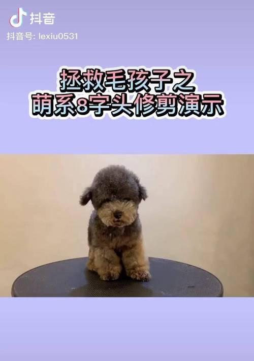 贵宾剪完胎毛多久长起来？（了解贵宾剪毛后的生长周期及护理技巧）