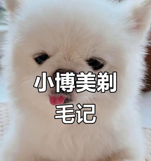 博美犬剪毛时间规律及注意事项（了解博美犬剪毛的最佳时间和技巧，让你的宠物更加时尚可爱）
