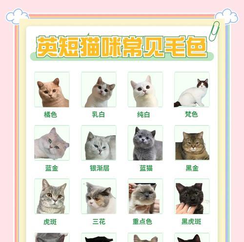 英短成长的奇迹（探秘英国短毛猫的成长周期与特点）