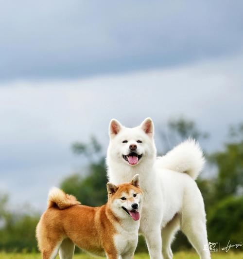 柴犬和秋田犬（了解柴犬和秋田犬的特点和历史）