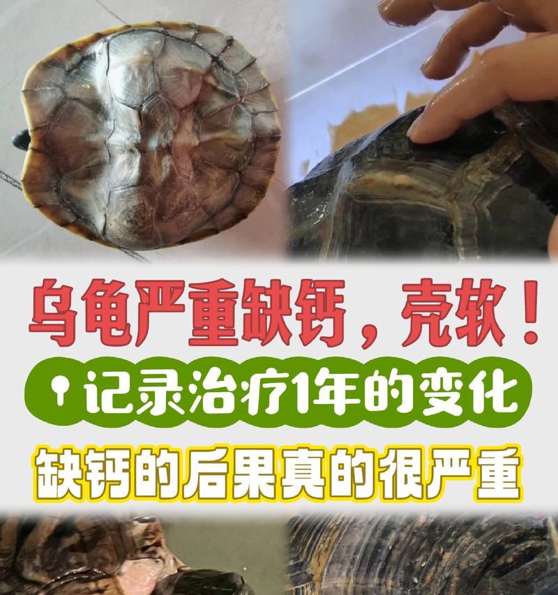 动物缺钙的症状及预防措施（动物饲养中常见的缺钙问题及应对方法）