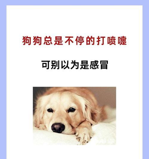狗狗感冒（狗狗感冒的症状、治疗方法及预防措施）
