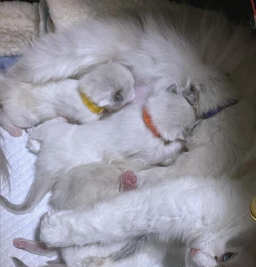 如何判断猫咪是否怀孕及孕期猫咪的照顾（了解猫咪的怀孕症状和关心您的毛茸宠物）
