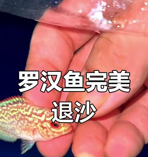 罗汉鱼的最低水温要求（了解罗汉鱼的舒适温度，呵护宠物的健康成长）