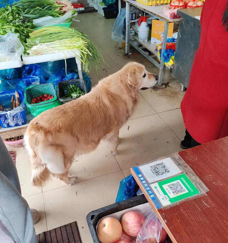 金毛犬（探寻金毛犬的特点与魅力）
