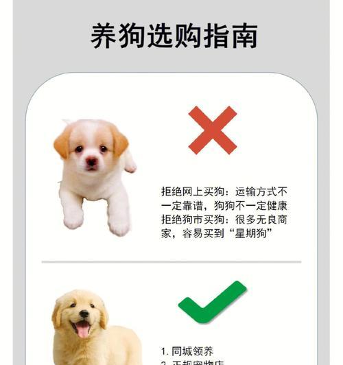 新手买狗入门攻略（从品种、性格到健康，教你一步步挑选最合适的狗狗）