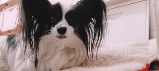 蝴蝶犬的价格和鉴定方法大全（了解蝴蝶犬的市场价值和如何鉴定纯种品质）