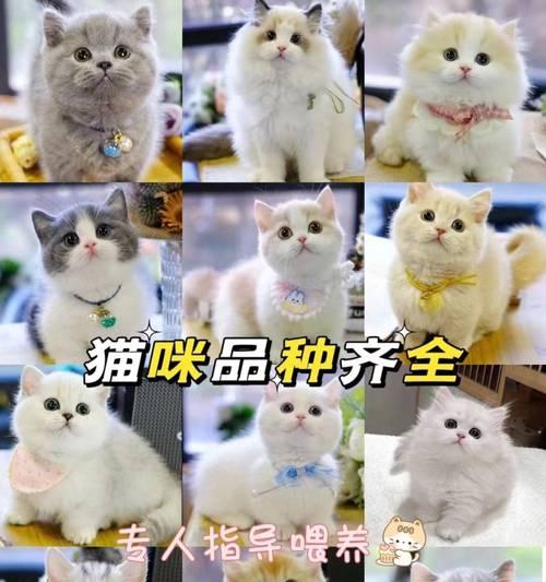 拉布拉多的健康投喂方式（探究拉布拉多最适合的饮食习惯）