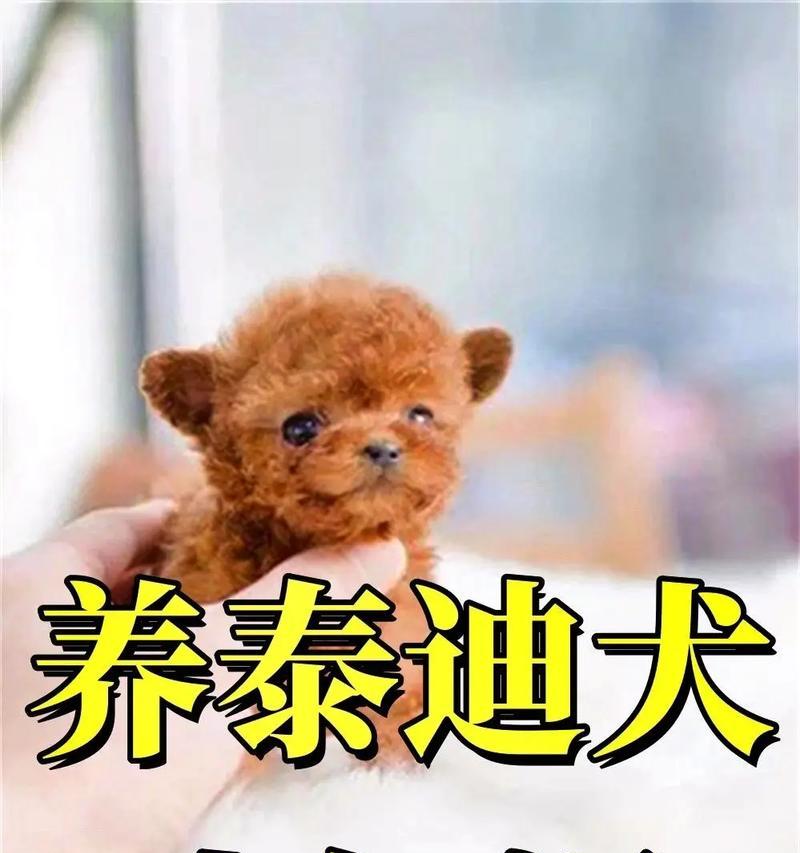 错误喂食泰迪犬的方式对宠物健康的危害（探究泰迪犬喂食错误的影响和预防措施）