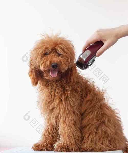 微型犬（探索微型犬的种类、特点和养护方式）
