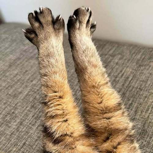 猫吃饱了会怎样？（揭秘猫咪的饱食状态及其影响）