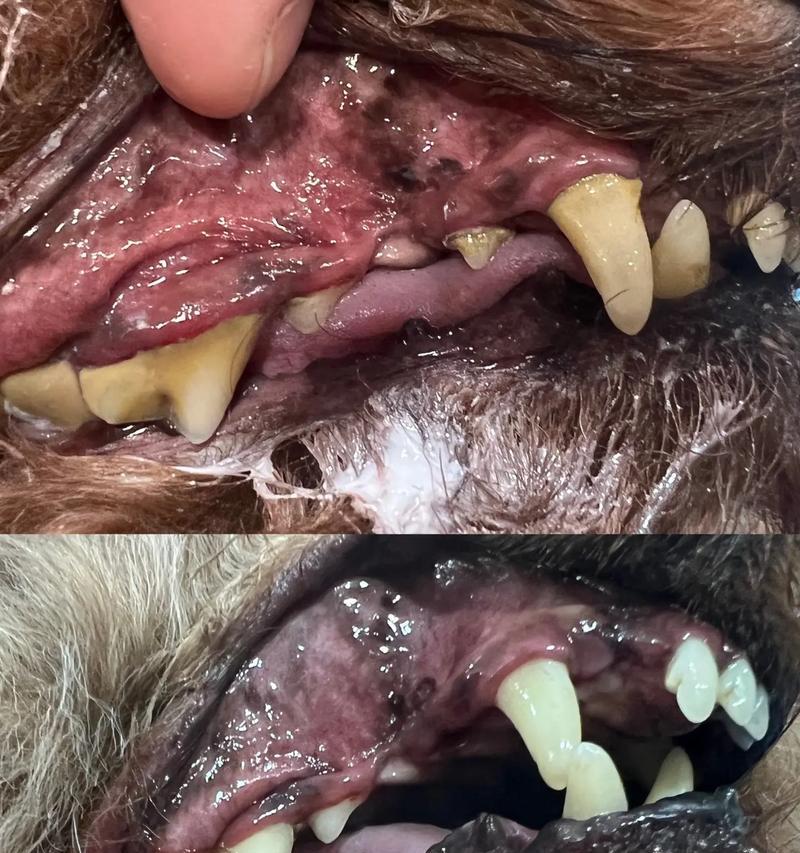 了解狗狗常见牙病，保护它们的口腔健康（探索狗狗的牙病类型和预防方法）