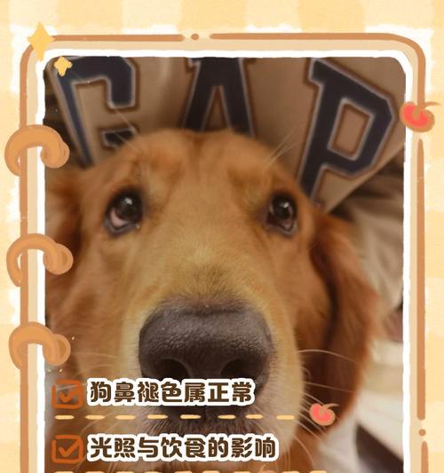 探讨狗狗毛发变浅的原因（解析影响狗狗毛发颜色变浅的因素）