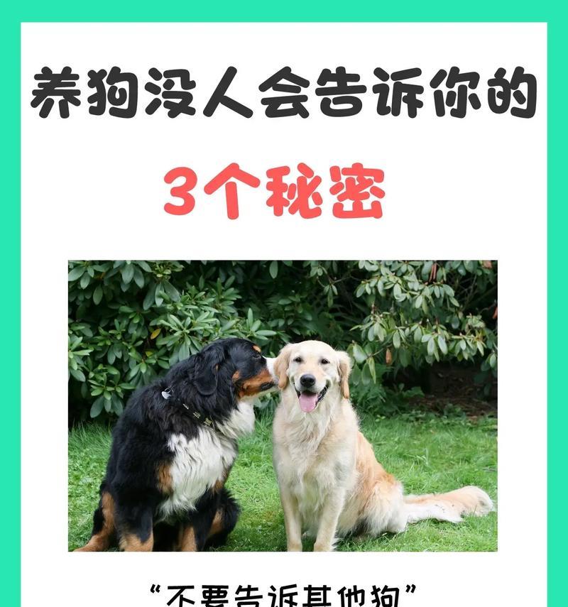 狗狗不能每天洗澡的3点原因（为什么每天洗澡对狗狗不好？）