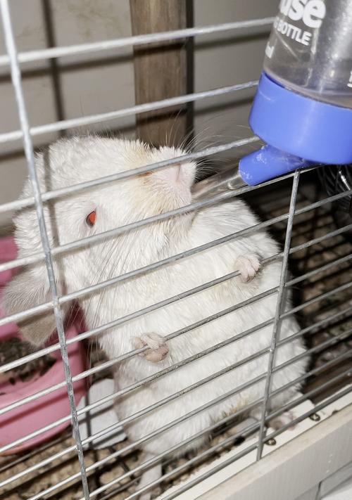 龙猫喝水时间及注意事项（龙猫的饮水需求及养护方法）