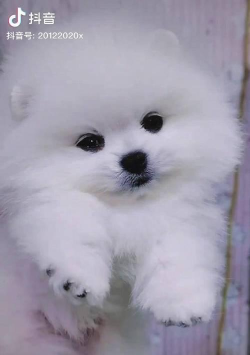 白色茶杯犬（探索白色茶杯犬的独特之处）