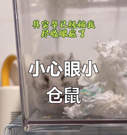 仓鼠嘴里藏食物的原因及处理方法（探究仓鼠为何喜欢在嘴里藏食物，以及如何清理嘴里的食物）