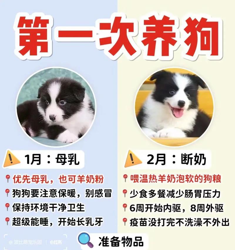 养一只边牧需要多少钱？（了解边牧饲养成本及经济规划）