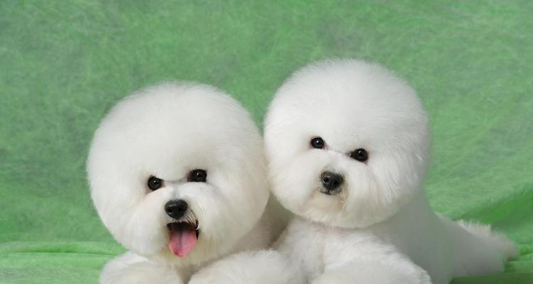 为什么千万别养茶杯犬？（寿命短、难养两大理由揭秘）