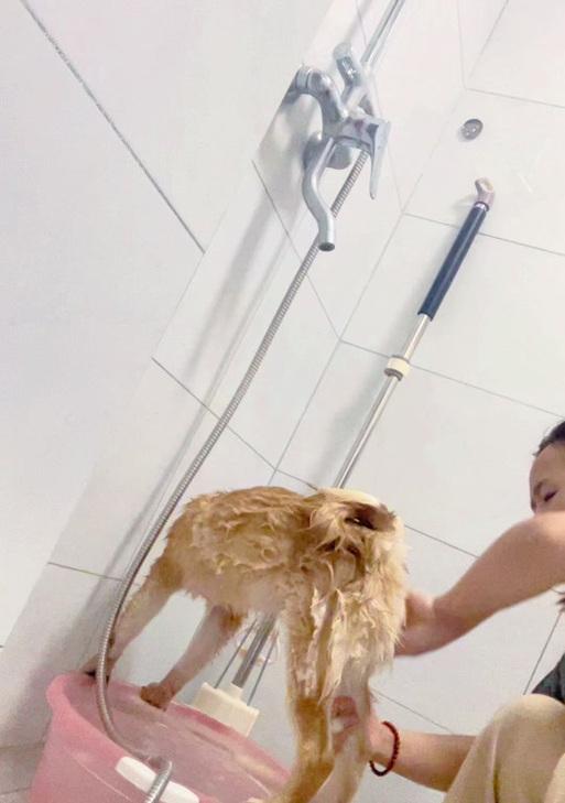 柴犬出生后何时可以洗澡？（探讨柴犬适合洗澡的时间及注意事项）