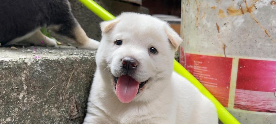 满月的幼犬能饿多久？（了解幼犬的饮食需求和饥饿程度）