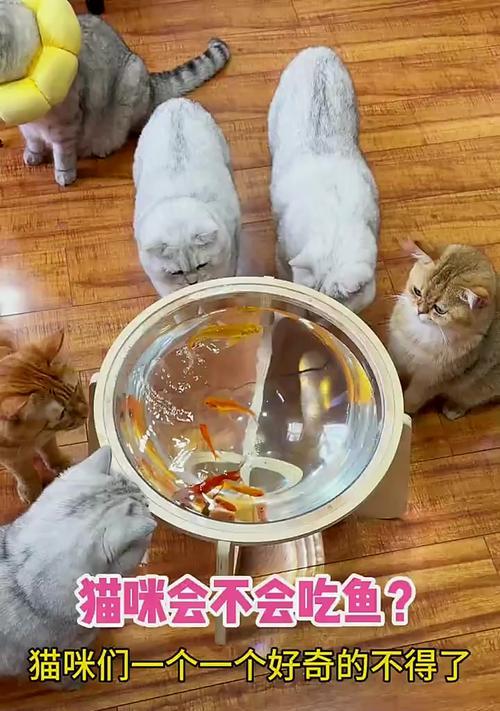 猫的饮食指南（满足猫咪味蕾的健康饮食选择）