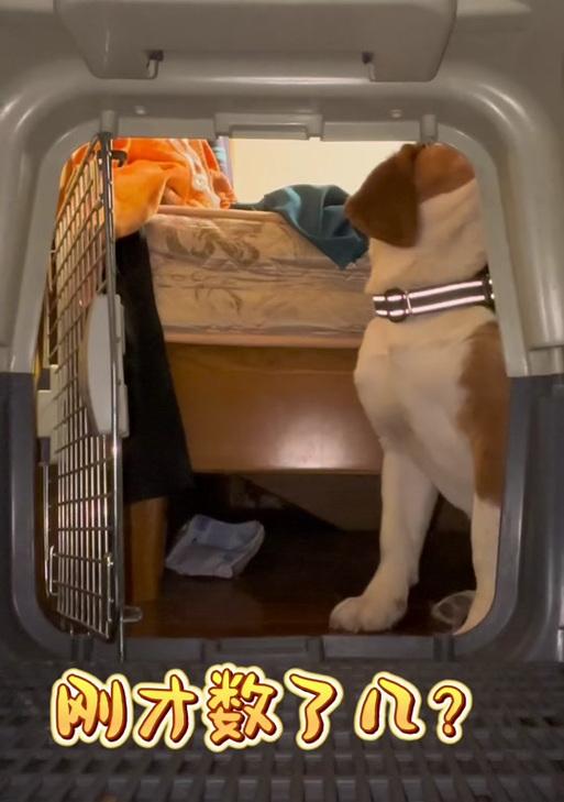 比格犬的喂食禁忌与合理喂养方法（了解比格犬的食物禁忌，科学喂养你的宠物）