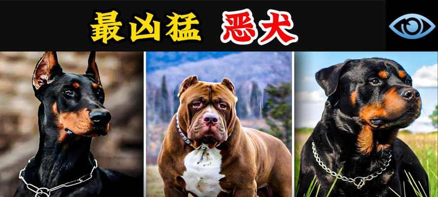 恶犬咬人，一击见效——有效打击恶犬的关键部位（保护自己，应知道的15个打击恶犬的关键部位）