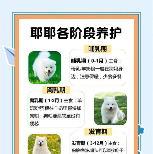 如何治疗萨摩耶爱吠叫的坏毛病（有效方法帮助你让萨摩耶停止吠叫）