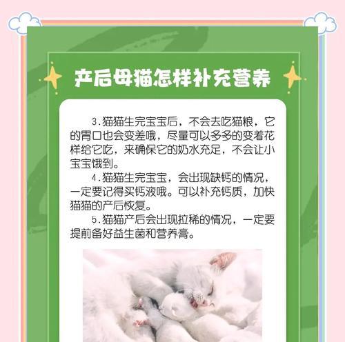 母猫绝育后的饮食注意事项（了解母猫绝育后的饮食时间和内容）
