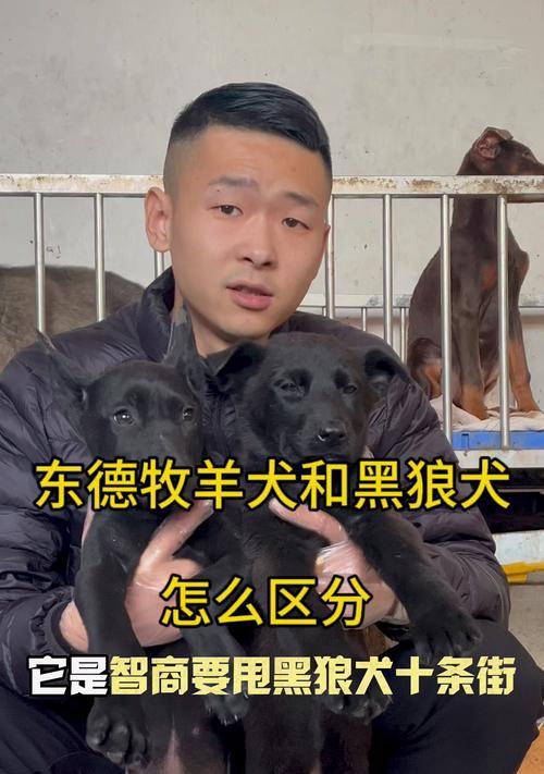 东德牧羊犬vs西德牧羊犬（探讨东德牧羊犬和西德牧羊犬的价格差异）