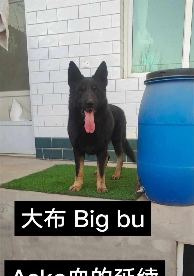 东德牧羊犬与西德牧羊犬（宠物市场中的昂贵品种与法律限制）